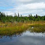 boreal forest