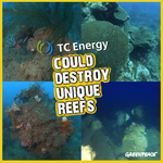 New Greenpeace research shows reefs need protection against fossil fuel developments in the Gulf of Mexico