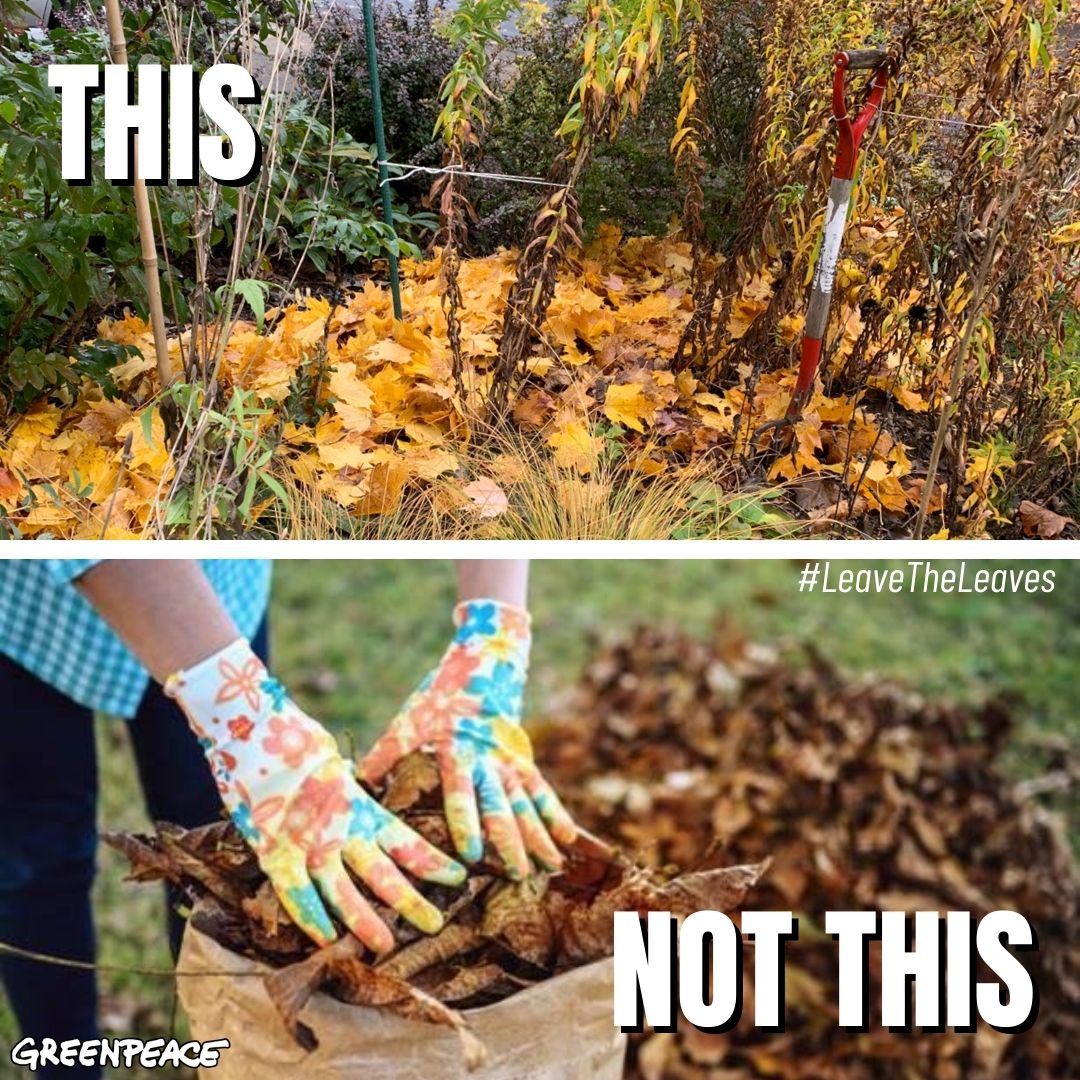 How fall yard maintenance can protect pollinators Greenpeace Canada