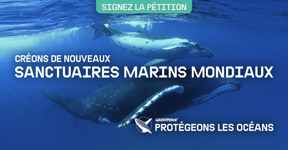 Appelons à la création de sanctuaires marins mondiaux dès maintenant