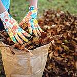 Protégez les pollinisateurs et laissez les feuilles mortes au sol cet automne