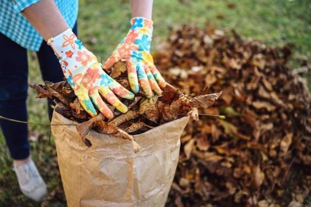 How fall yard maintenance can help protect pollinators 