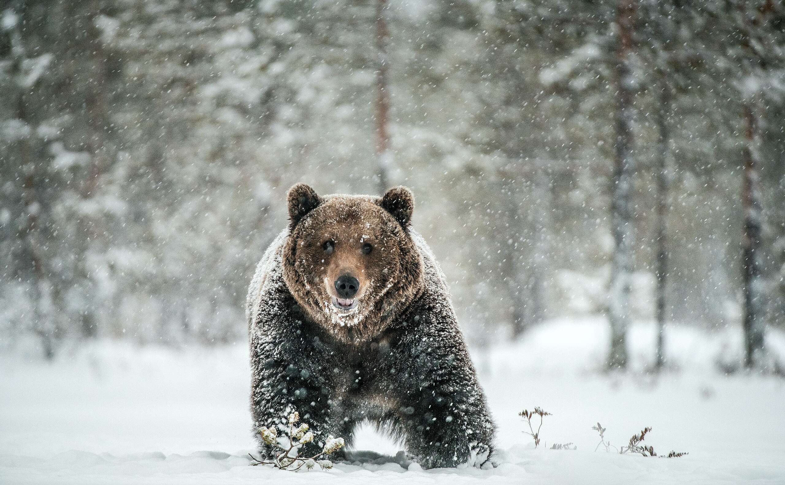 adult grizzly bear in snow