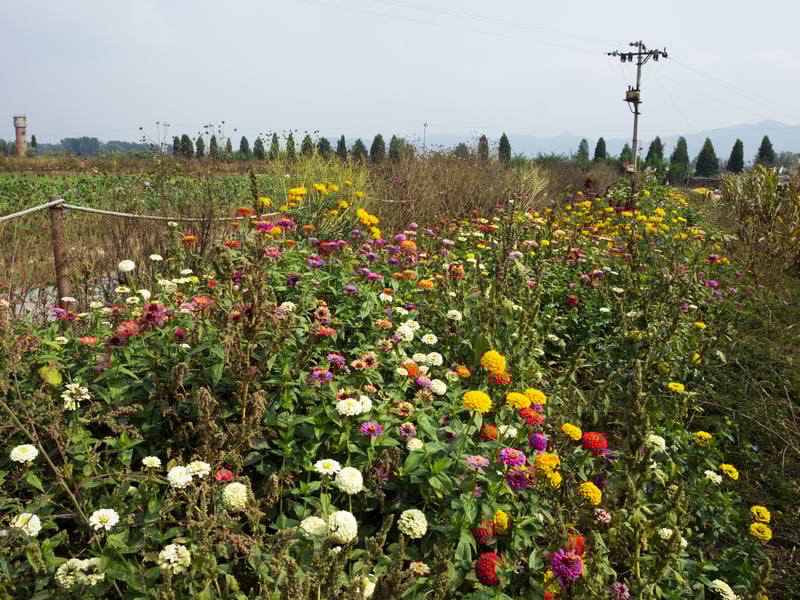 Homegrown Biodiversity Strategies: Nature Protection in Chaotic Times