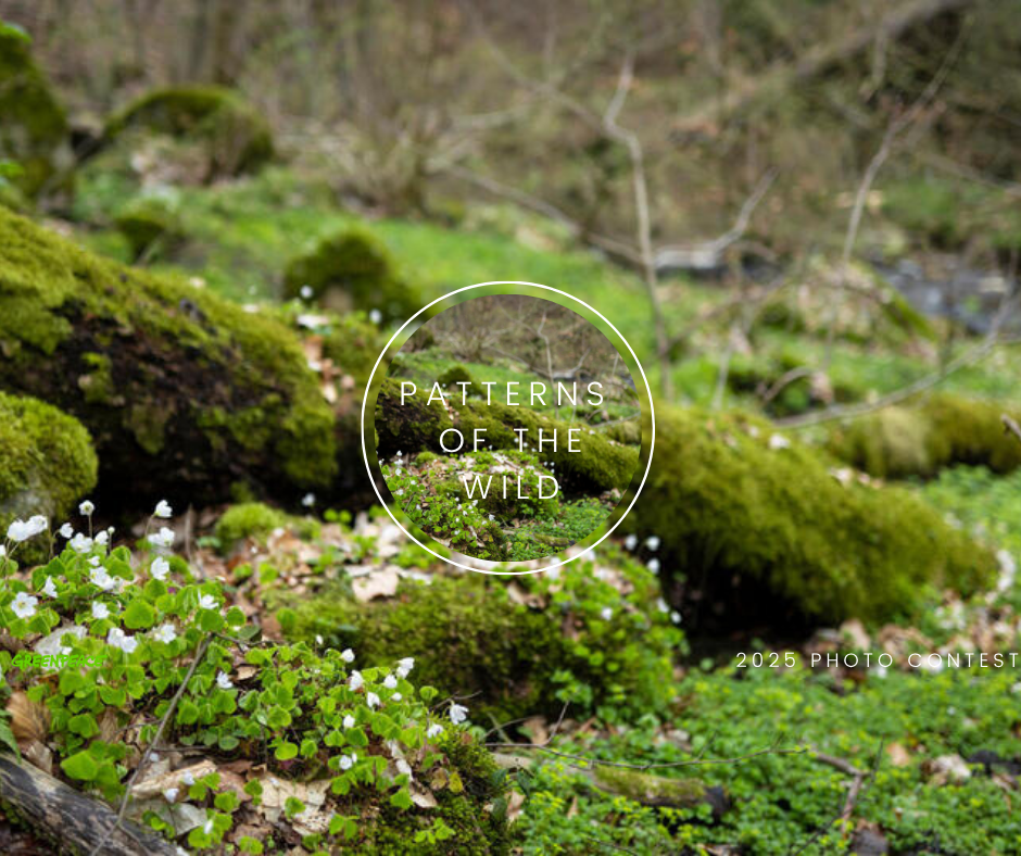 A Wild Ride Through the Lens — Final Hours to Enter!