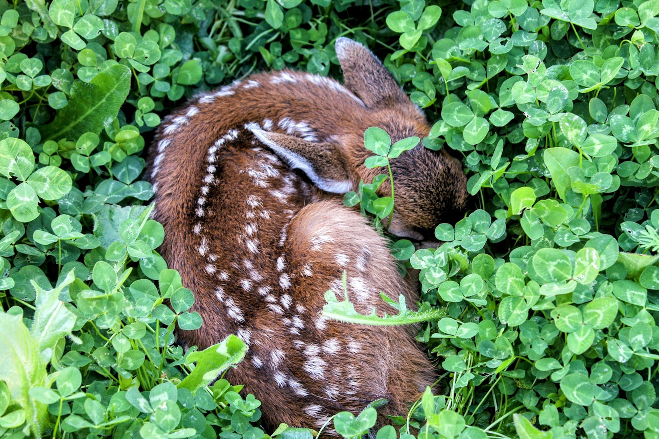 🌿 Wildly Talented – Meet the Winners of the Patterns of the Wild Contest!