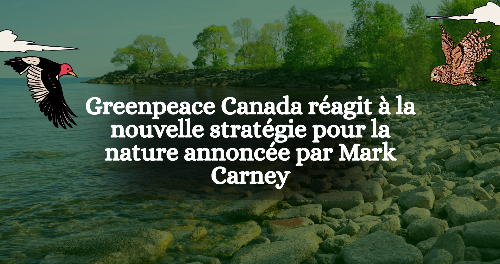 Greenpeace Canada réagit à la nouvelle stratégie pour la nature annoncée par Mark Carney