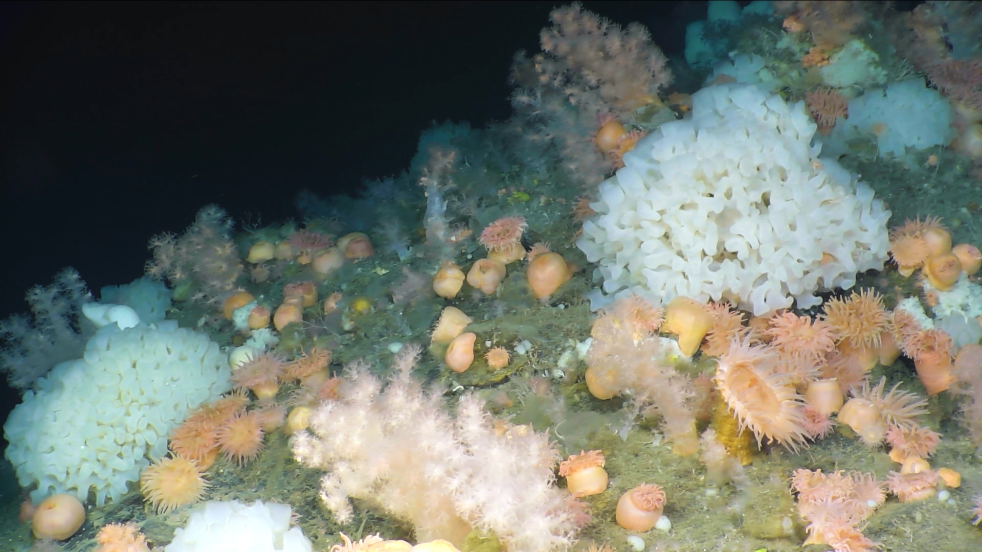 Greenpeace ends Deep Sea Arctic Expedition with findings of new species and over 100 hours of groundbreaking underwater footage