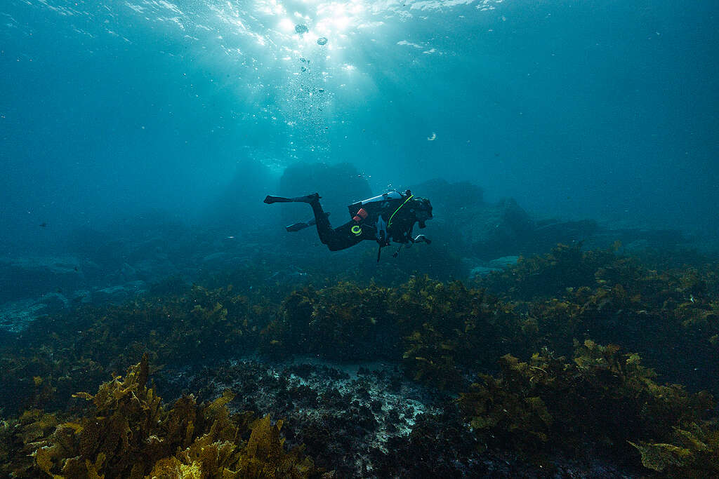 Scuba Diver in Jervis Bay, New South Wales, Australia. 