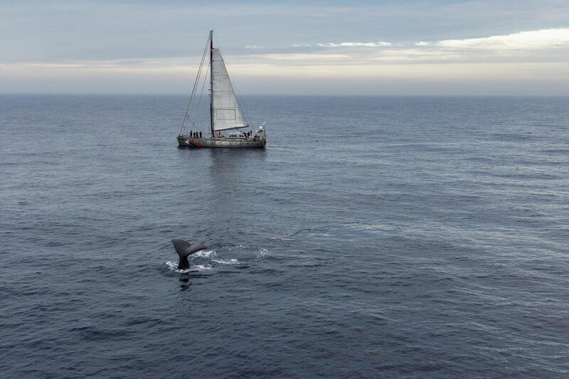Greenpeace Canada reacts to the International Seabed Authority court case decision regarding Canadian deep sea mining firm, The Metals Company