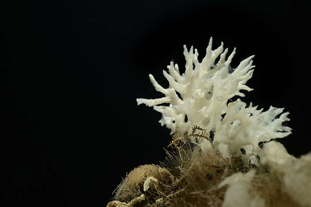 Marine Animals Found on Deep Arctic Expedition