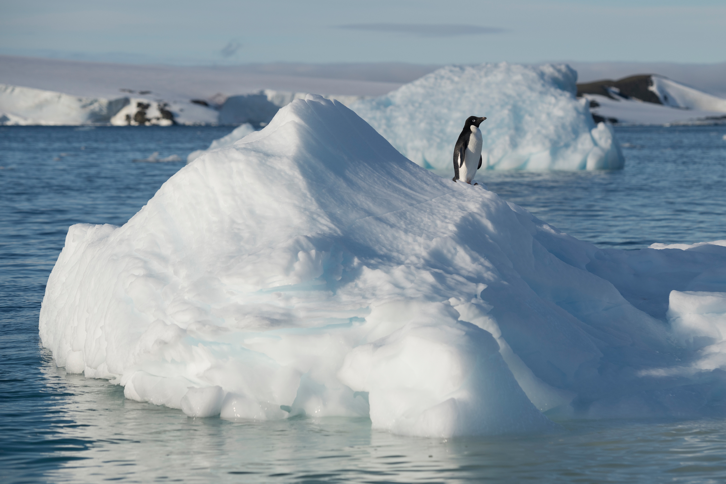 Una de las colonias de pingüinos Adelia más grandes de la Antártida está situada en Hope Bay en la Península Trinity, que es la parte más septentrional de la Península Antártica. Una de las colonias de pingüinos Adelia más grandes de la Antártida está situada en Hope Bay en la Península Trinity, que es la parte más septentrional de la Península Antártica.