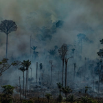 Greenpeace sobre el informe de la 5th Global Biodiversity Outlook: “Chile es un claro ejemplo de las amenazas a la biodiversidad a manos de las industrias extractivas y contaminantes”.