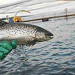 “Nunca había visto un pez así” ¿Cómo llegaron salmones al Río Paraná en Argentina y por qué no deben estar allí?