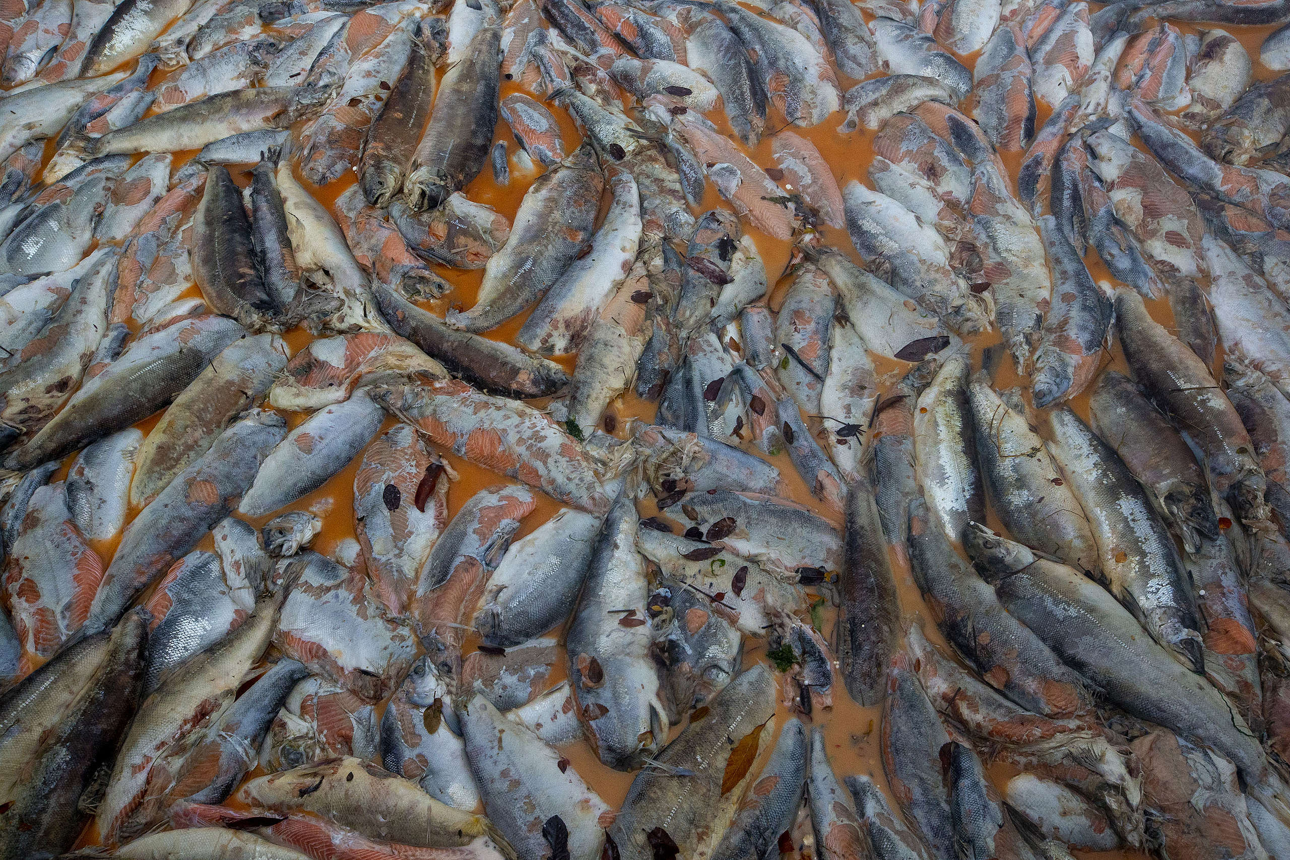 Tres pescados chilenos para comer más sano y local esta primavera