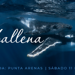 Tu kit para el Tour de la ballena