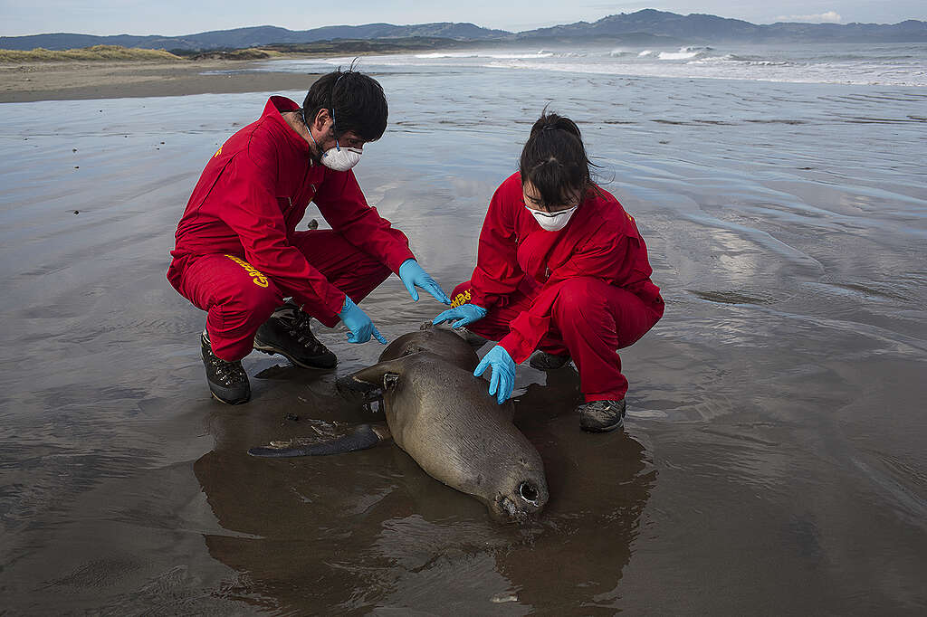 Imágenes de algunas de las especies que aparecieron muertas en la isla de Chiloé en mayo de 2016.