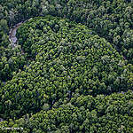 Bosque frondoso.