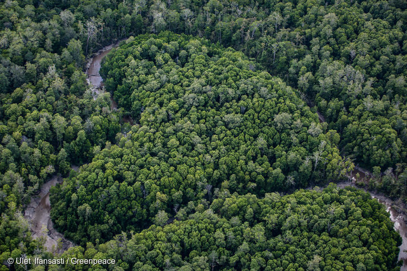 Bosque frondoso.