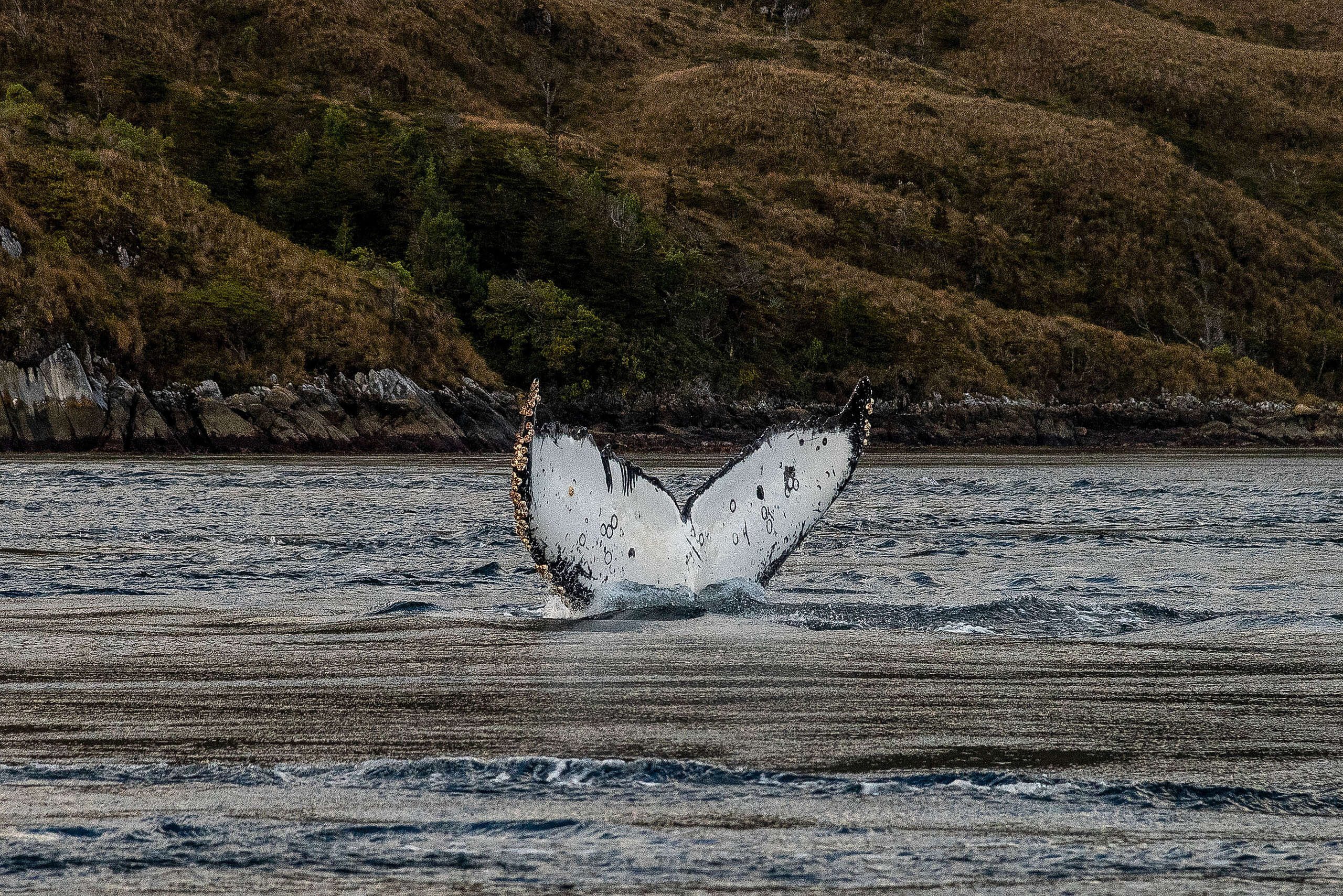 Derribando barreras de acceso a la justicia ambiental:  se admiten querellas de Greenpeace junto a comunidades para defender la naturaleza