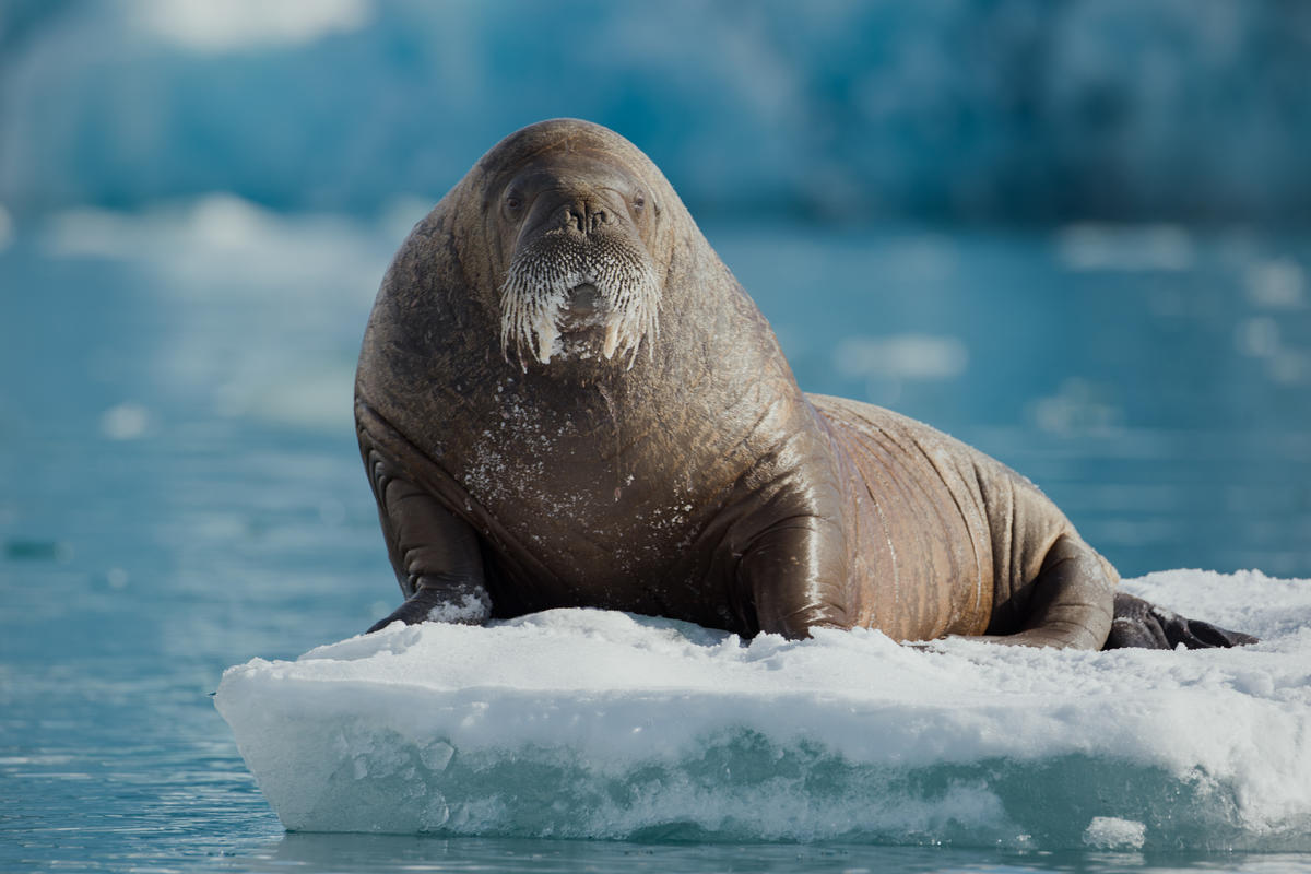 Walrus near Sjettebreen Glacier in Svalbard. © Denis Sinyakov / Greenpeace