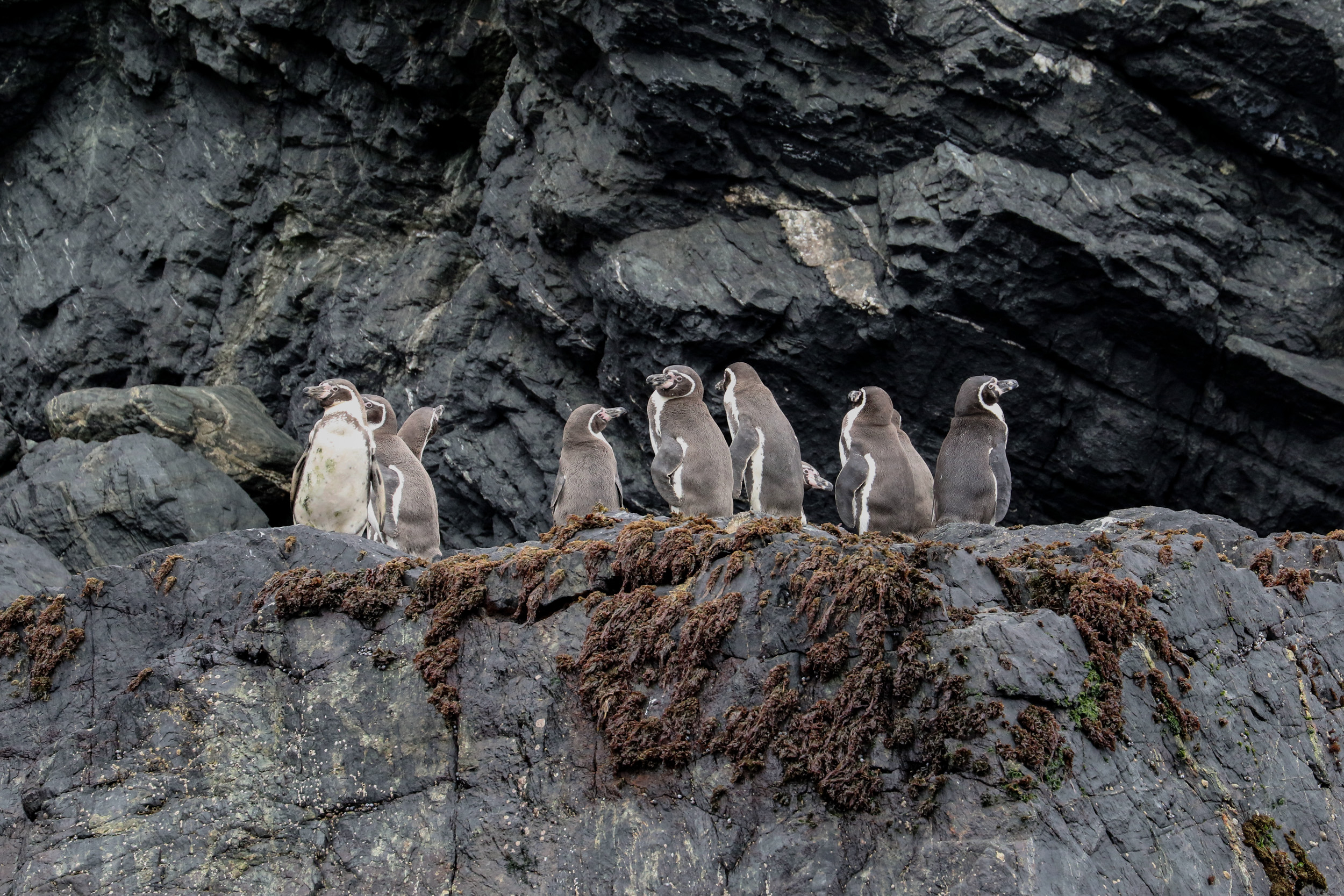 Muerte de pingüinos en el Maule deja en evidencia vacíos en su protección