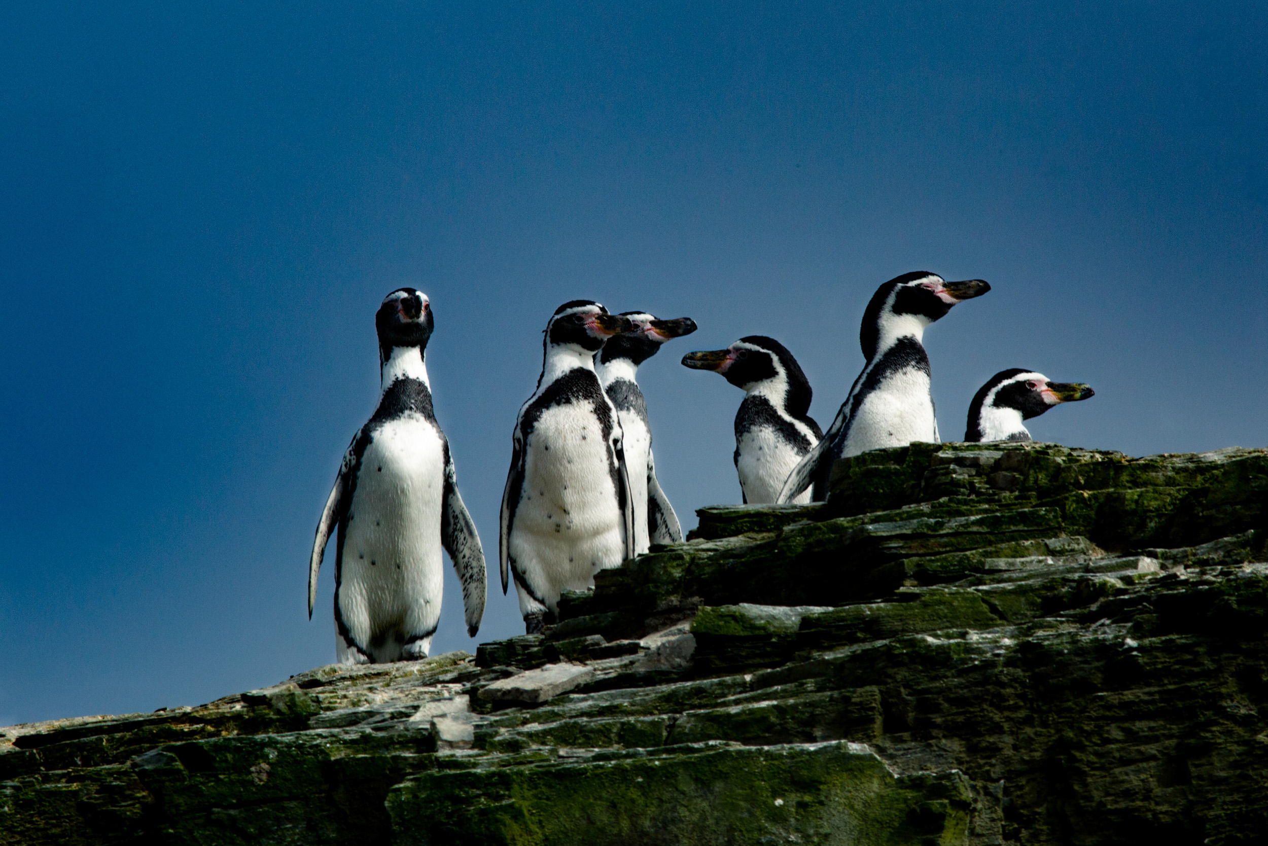 Ping&uuml;ino de Humboldt en peligro de extinci&oacute;n:&nbsp; el 80% de la poblaci&oacute;n mundial de esta especie habita en Chile.