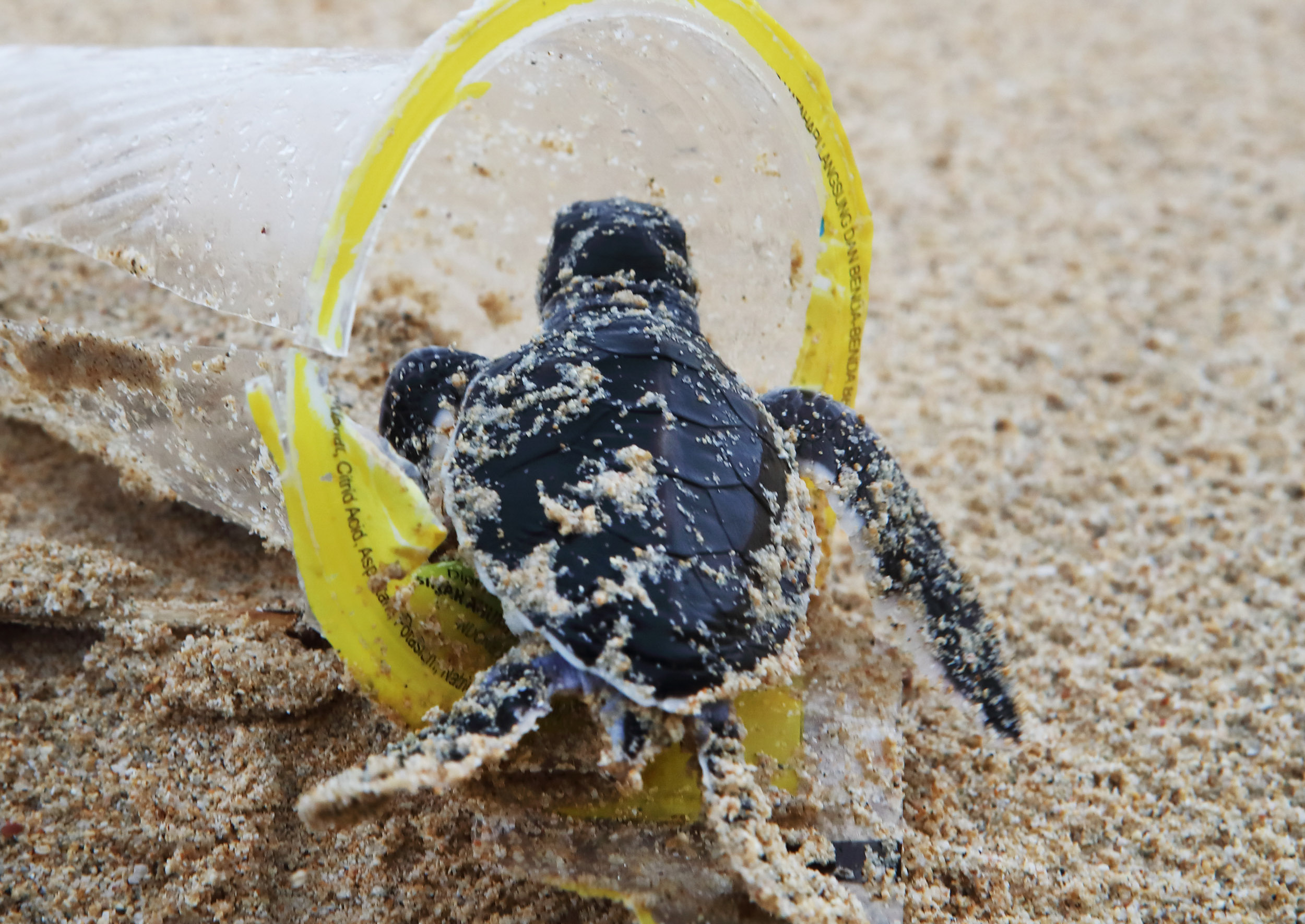 Greenpeace en el Día Mundial de esta especie: “El Cambio Climático está amenazando la existencia de las tortugas marinas”