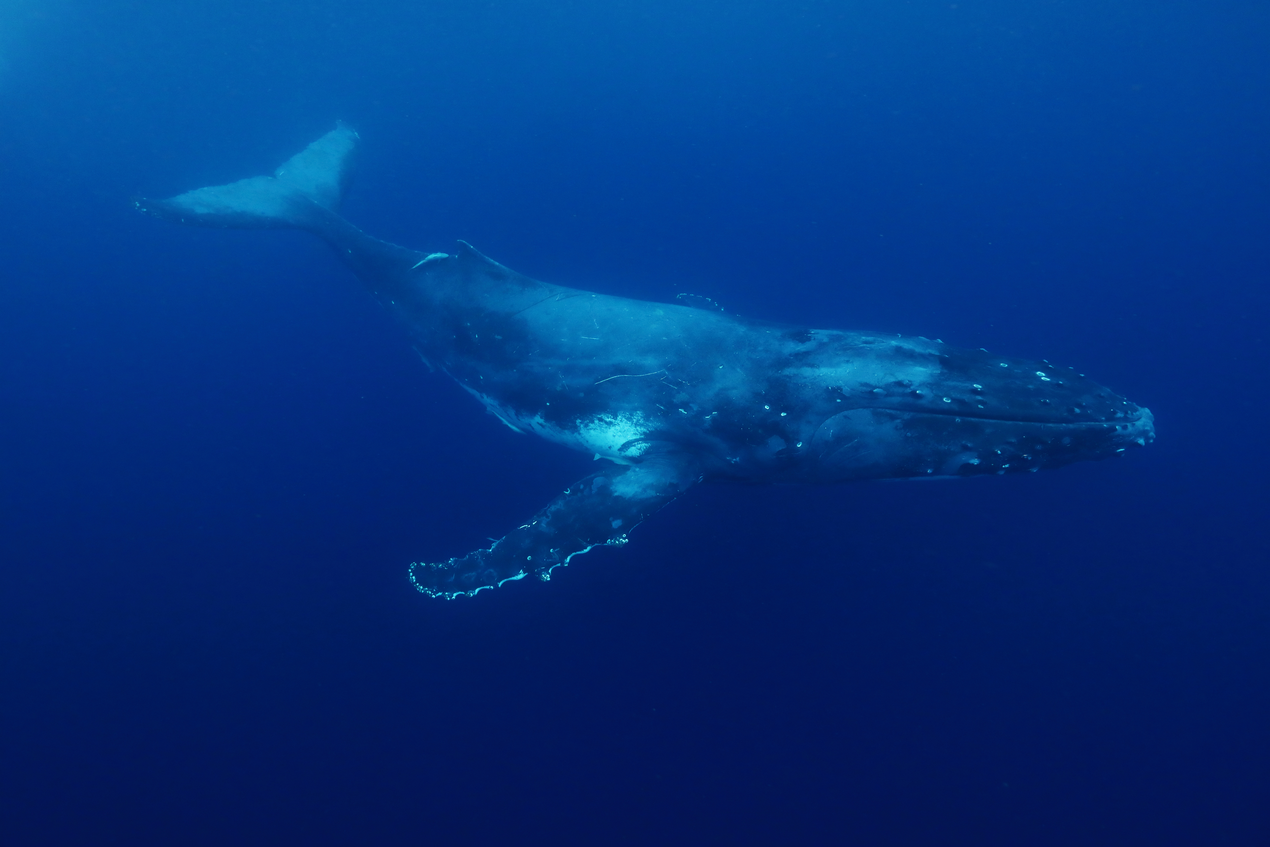 Día Mundial de las Ballenas y los Delfines: los gigantes que protegen al planeta