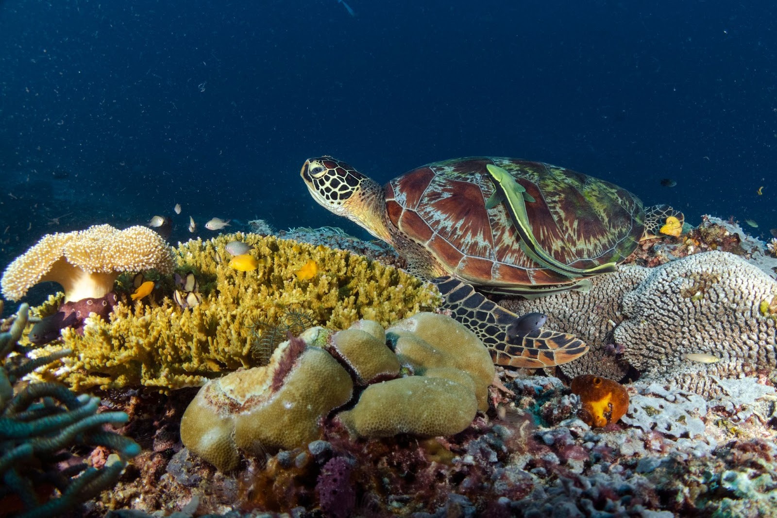 ¿Por qué los arrecifes de coral son esenciales en un planeta que ya alcanzó su punto de inflexión climático?