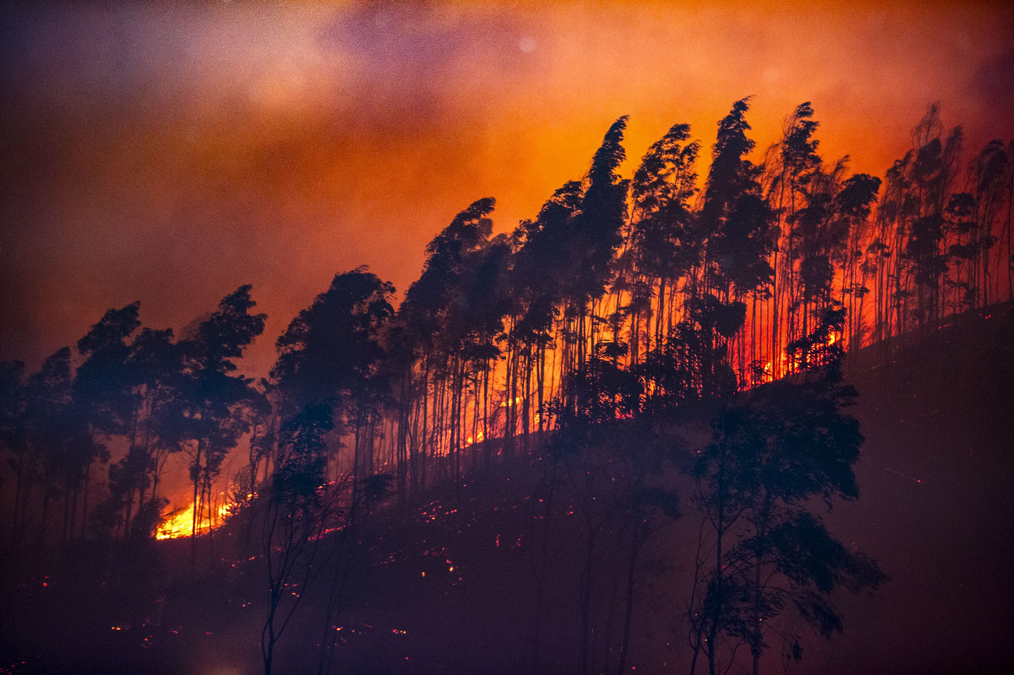 #ChileSinCenizas: Greenpeace lanza petición ciudadana para exigir al Congreso la aprobación de la ley de incendios