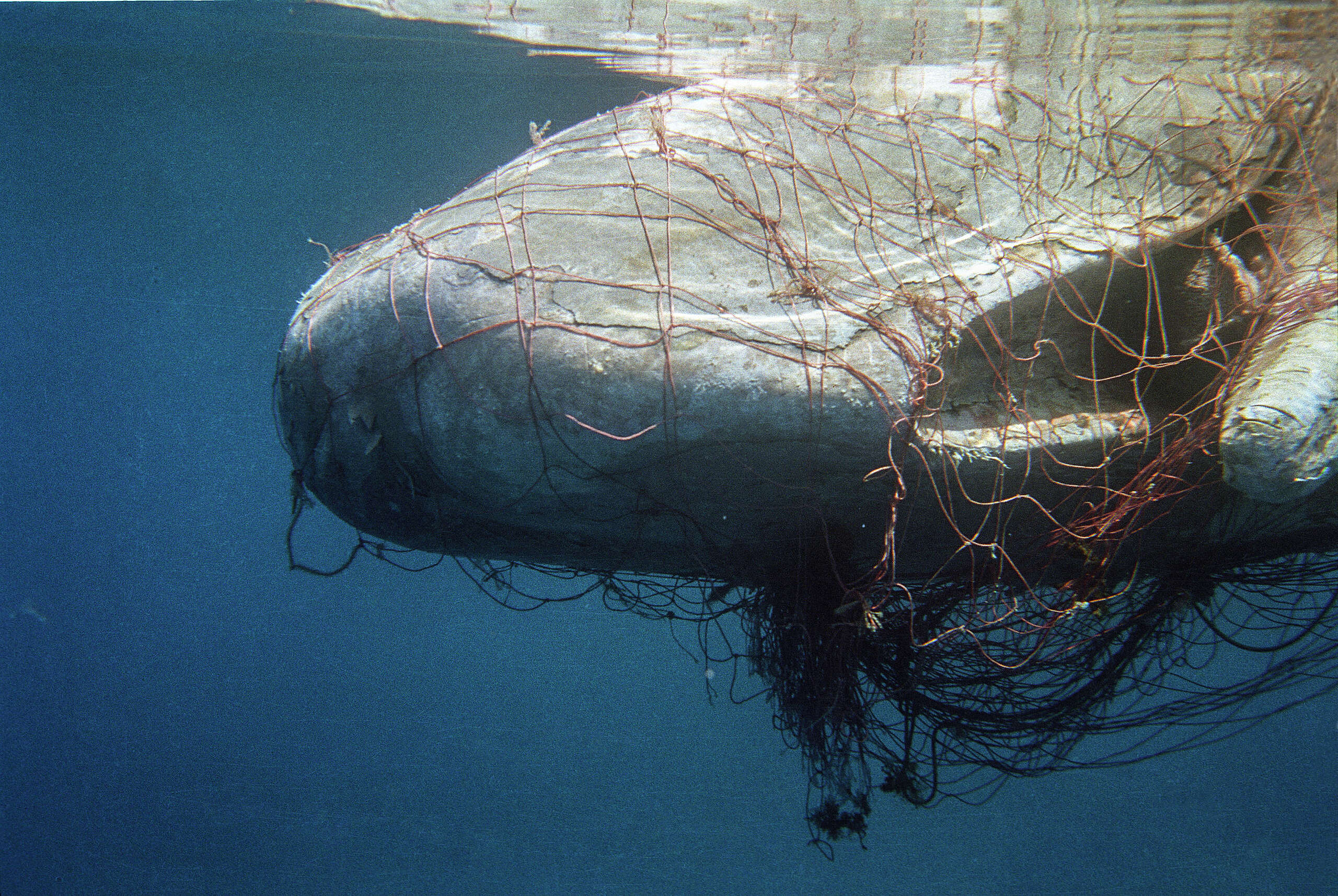 Las amenazas que enfrentan las ballenas en los mares chilenos