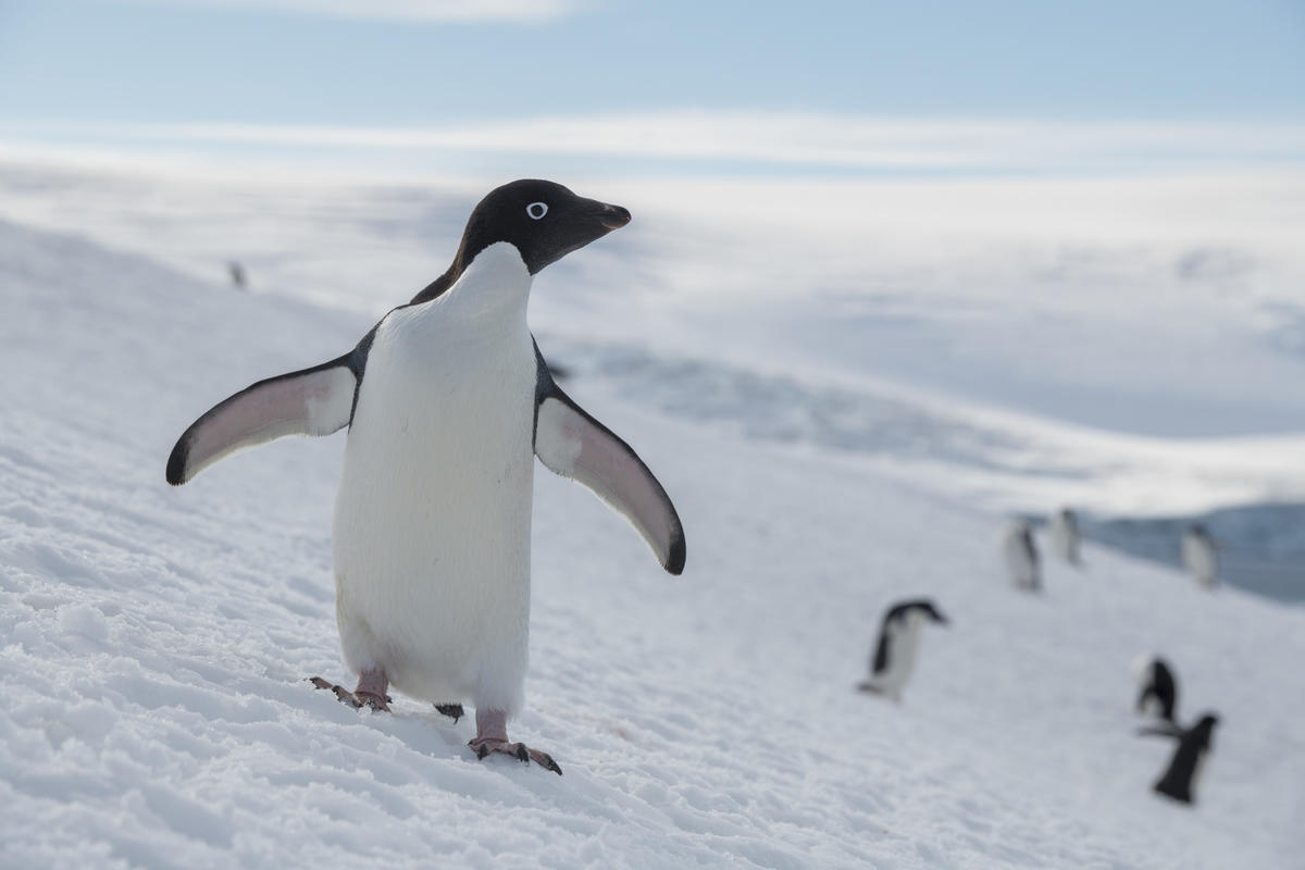 Adélie Penguin Colony in Antarctica. © Christian Åslund / Greenpeace
