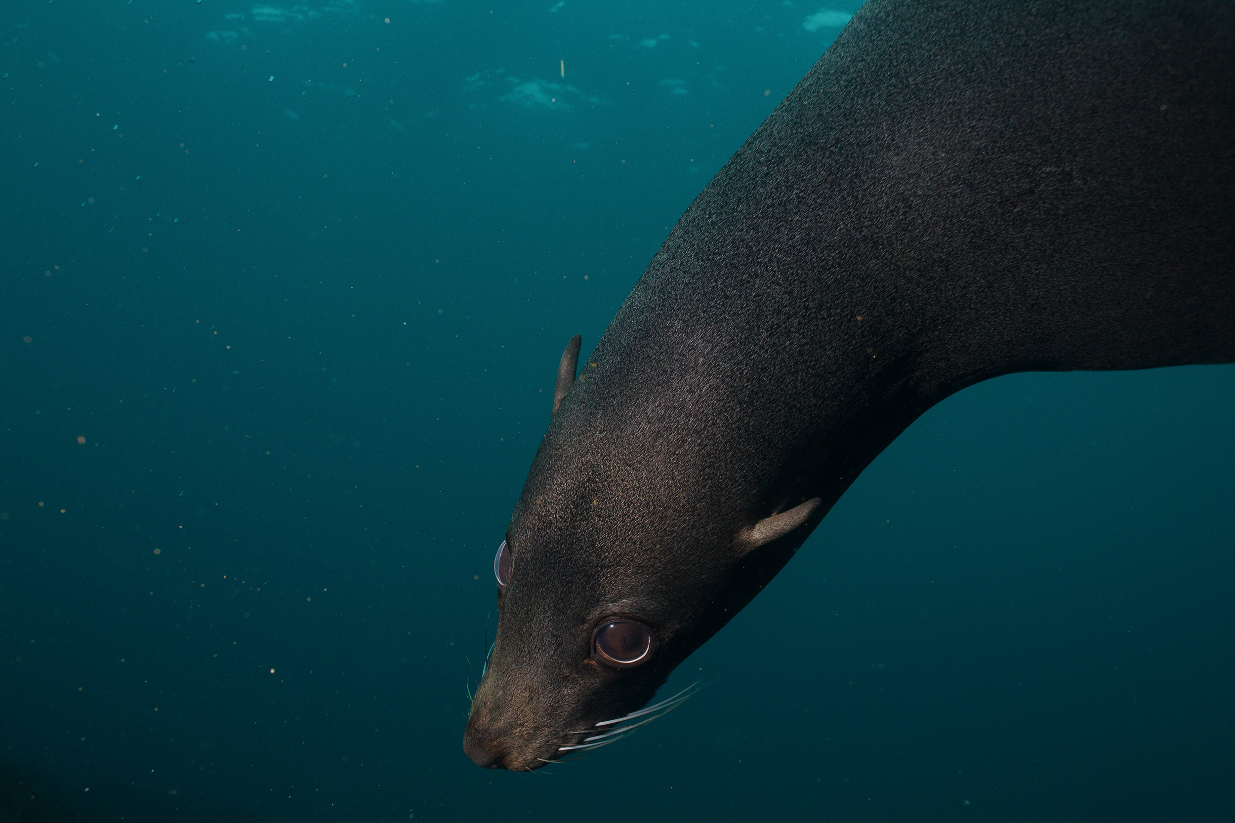 Greenpeace advierte que Chile mantiene deudas cr&iacute;ticas con la protecci&oacute;n de sus oc&eacute;anos