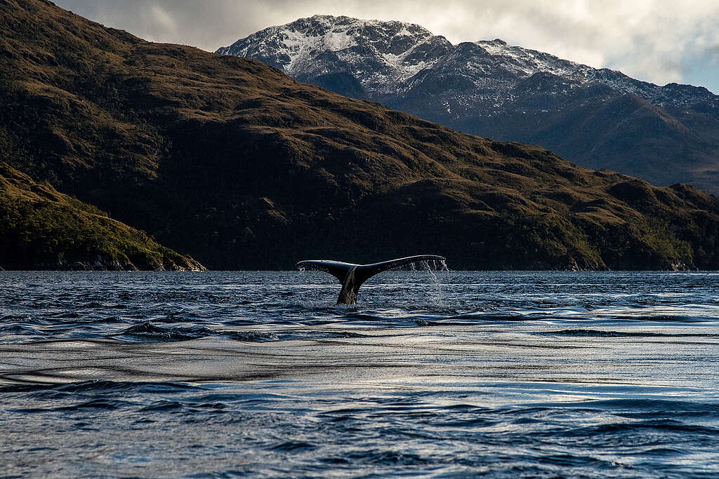 Ballena Jorobada Patagonia Chile Crédito Cristóbal Olivares Greenpeace