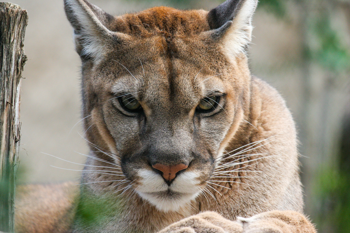 Día Mundial del Puma: las amenazas que ponen en riesgo al gran felino de América