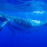 Tres motivos para seguir adelante por las ballenas