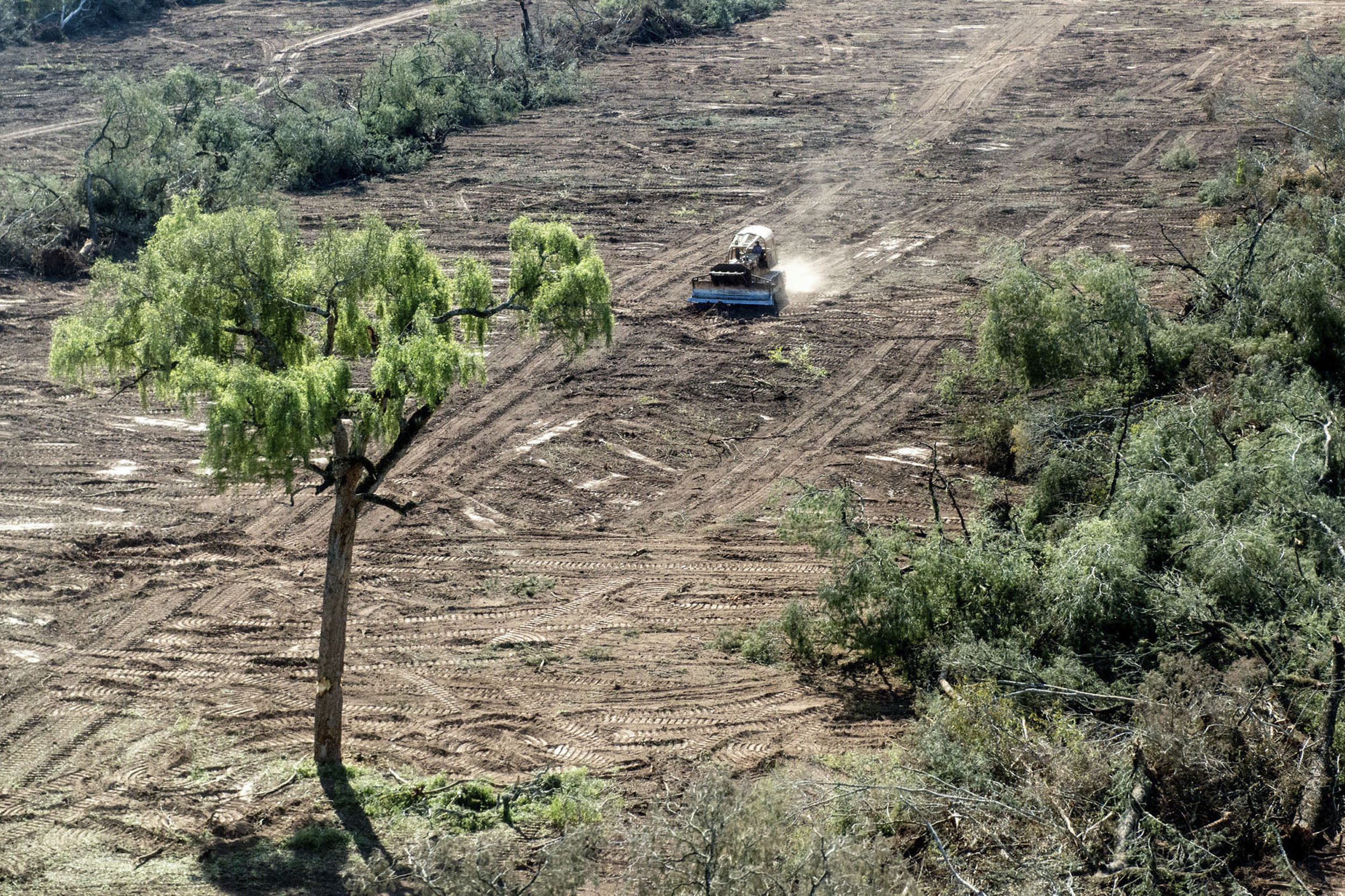 Nuestros bosques están en crisis. Así es como los líderes mundiales pueden protegerlos en la COP30