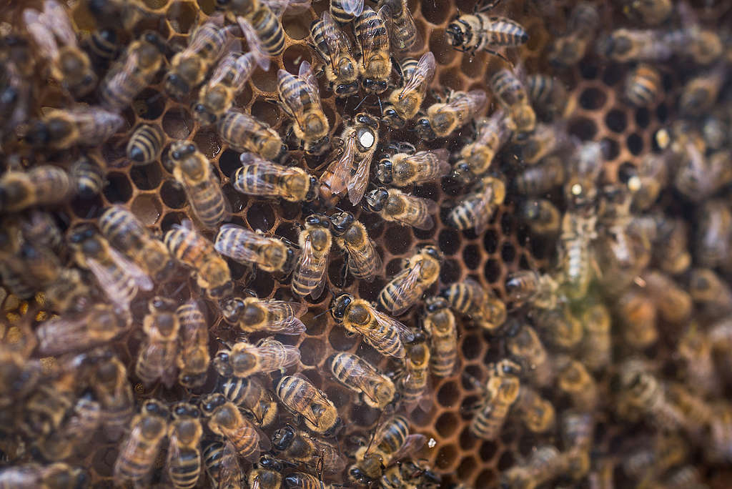 Las abejas cumplen un papel fundamental en los ecosistemas. Foto: Richard Lutzbauer/Greenpeace.   