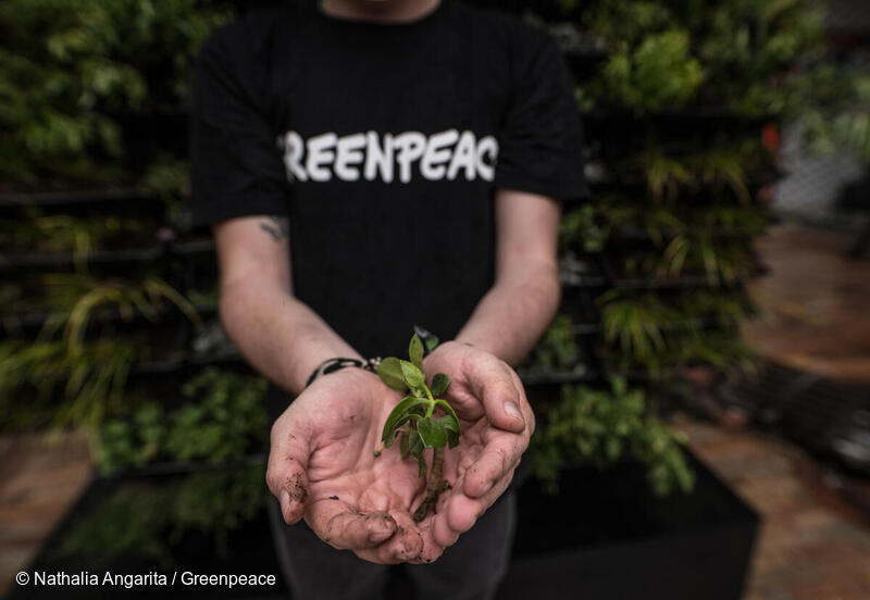 Plantín para ser sembrado. Plantín para ser sembrado.