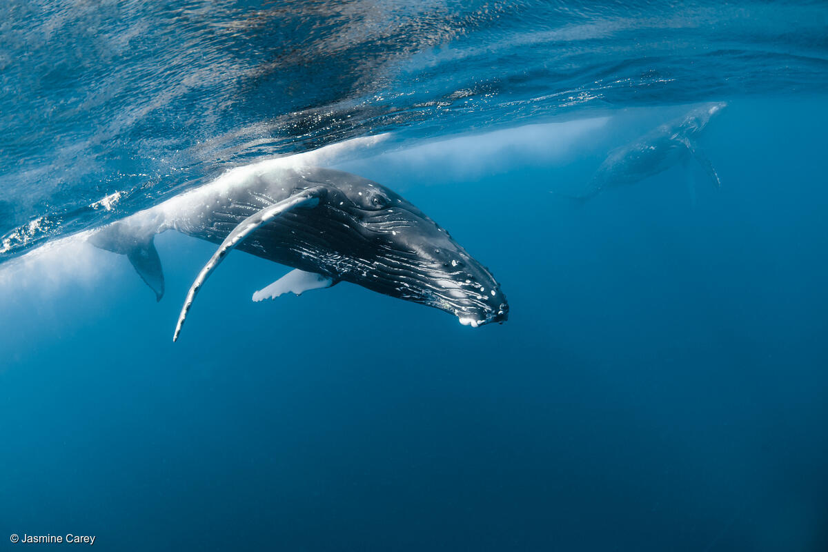 Una ballena jorobada se queda rezagada en una carrera de calor y se toma el tiempo para reconocernos en el agua mientras el resto de la manada compite tras la hembra.Una ballena jorobada se queda rezagada en una carrera de calor y se toma el tiempo para reconocernos en el agua mientras el resto de la manada compite tras la hembra. Una ballena jorobada se queda rezagada en una carrera de calor y se toma el tiempo para reconocernos en el agua mientras el resto de la manada compite tras la hembra.Una ballena jorobada se queda rezagada en una carrera de calor y se toma el tiempo para reconocernos en el agua mientras el resto de la manada compite tras la hembra.