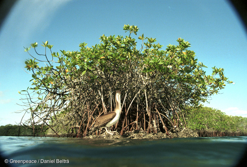 Manglares en la isla Seymour. Agua en primer plano, pelícano pardo y manglares detrás. Manglares en la isla Seymour. Agua en primer plano, pelícano pardo y manglares detrás.