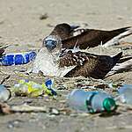 Aves marinas sentadas entre los desechos plásticos en la playa (Sula nebouxii). Isla Lobos de Tierra, Perú.
Créditos © Robert Marc Lehmann / Greenpeace