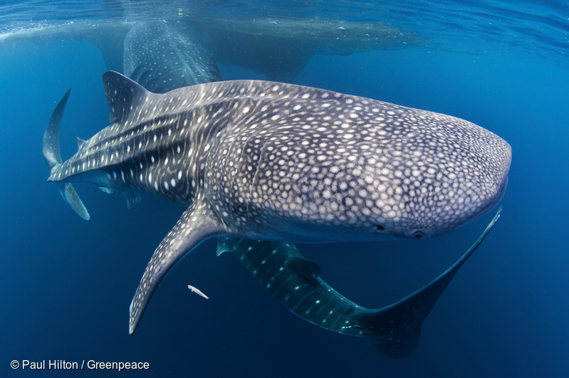 Tiburones, sobrevivieron a los dinosaurios pero ahora están en peligro