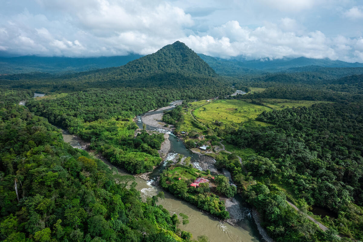 Colombia y sus bosques tropicales: una riqueza que exige protecci&oacute;n efectiva