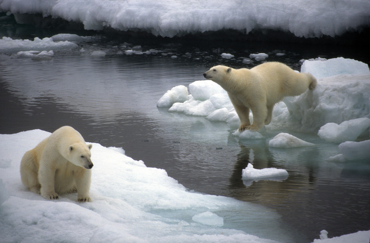 Polar Bears in Chukchi Sea. © Greenpeace / Daniel Beltrá