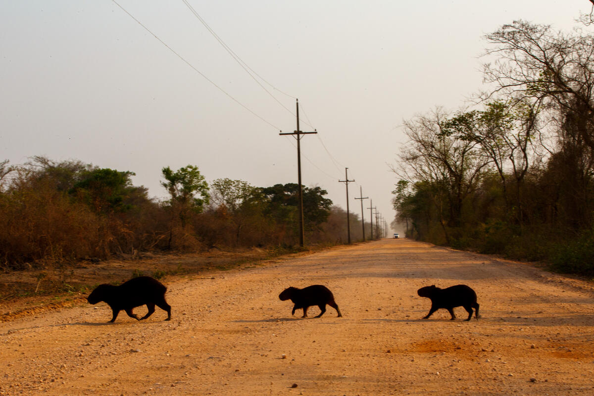 Capybaras (Hydrochoerus hydrochaeris) Seek Refuge in the Pantanal in Brazil. © Diego Baravelli / Greenpeace