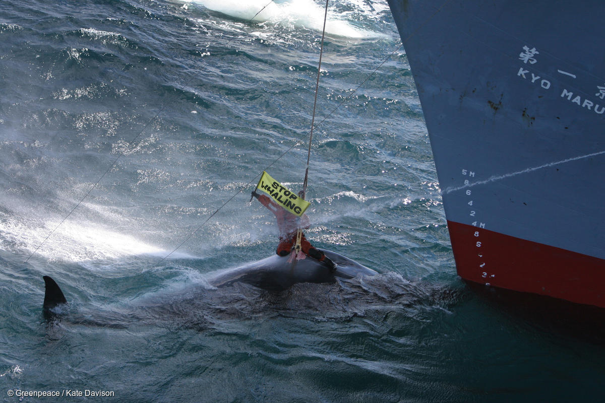 La imagen que cambió el rumbo del ambientalismo: 50 años de activismo por las ballenas