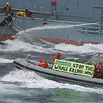 Greenpeace activists try to hinder the transfer of whales from a catcher ship to the Nisshin Maru whaling factory ship. A banner on the inflatable reads "Gorton's, Stop the Whale Killing Now." Greenpeace is using every available means to bring the whaling hunt to an early end and make it the last time the Sanctuary is breached by the whalers.