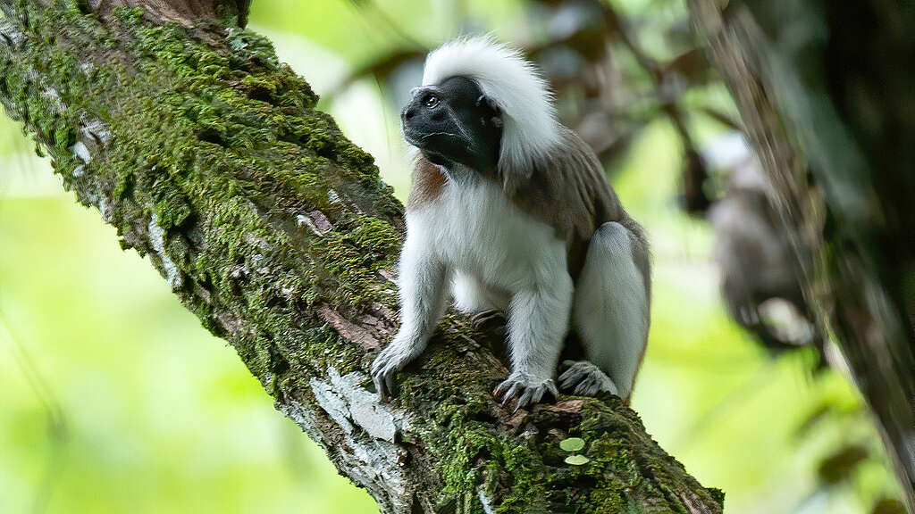 GPCO Mono Titi Cabeciblanco (Saguinus oedipus) @ Jose Ivan Cano Fundación Wild Colombia - Greenpeace